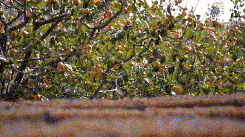 12月24日 (1) 拷贝~1.gif